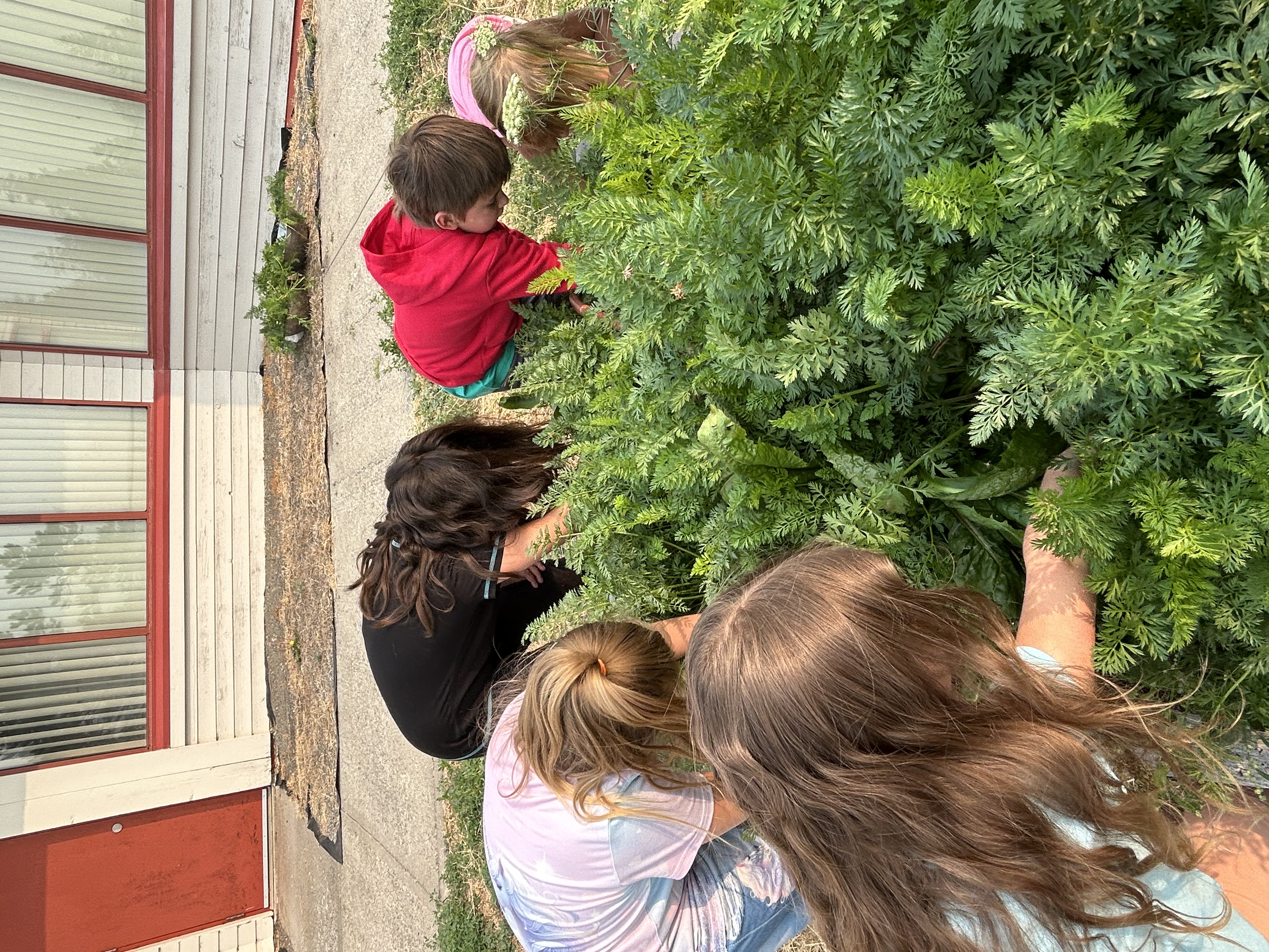 carrots 2 kimberley ikebuchi