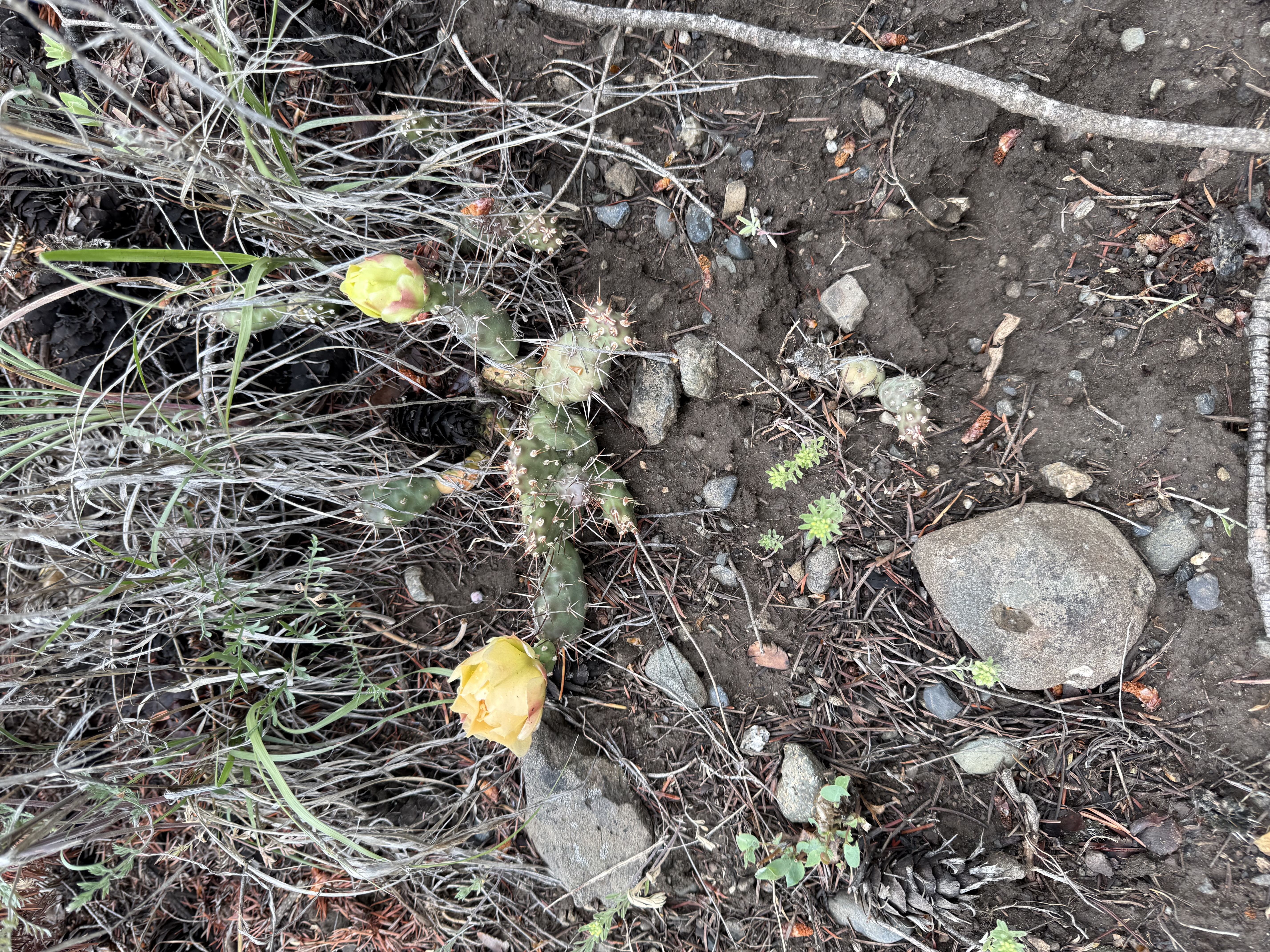 Medicine Trail 2