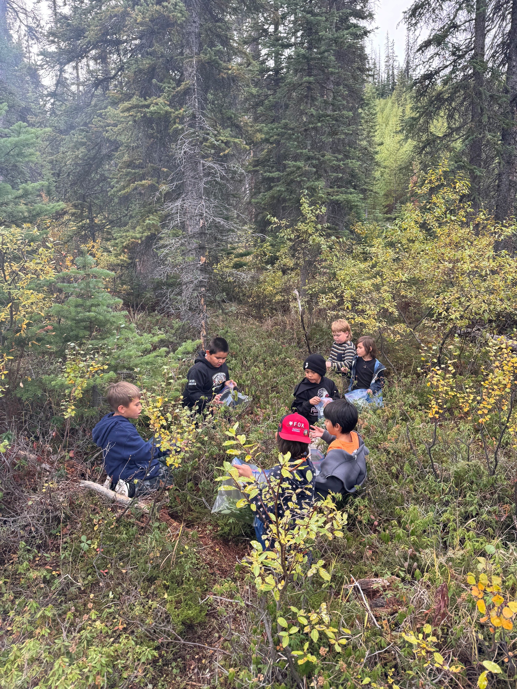 Labrador Tea Harvesting 2026 2 Ben Mc Intosh