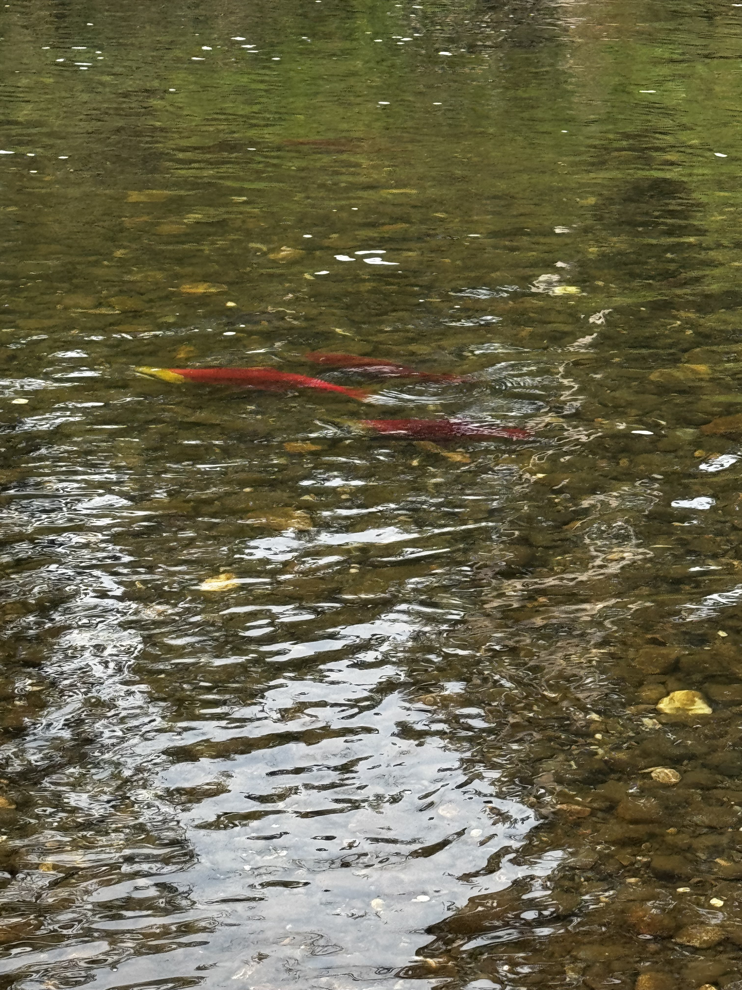 Day at the River3 heather auger