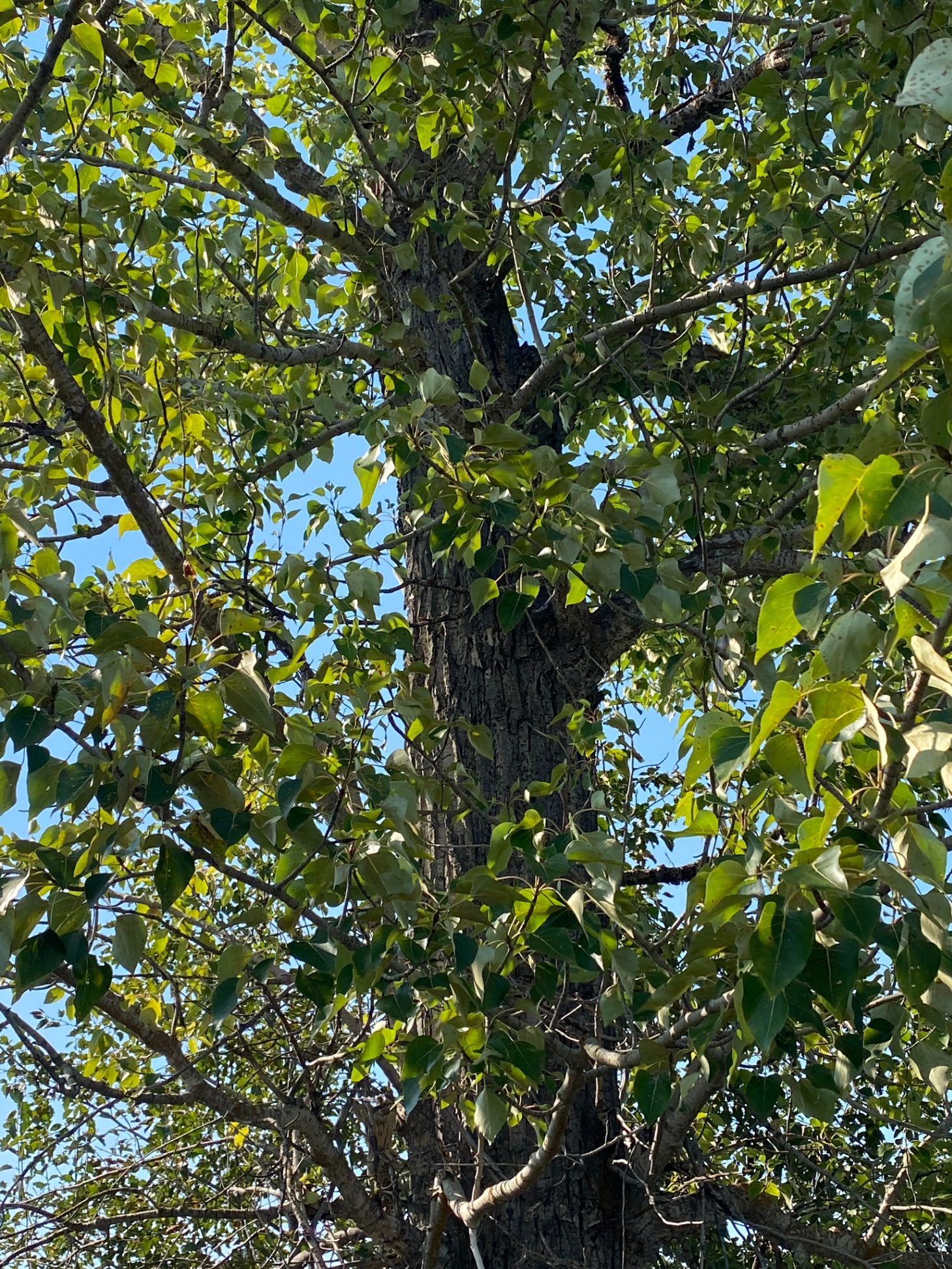 Place Based Learning at Alexis Creek School 2 helen wight