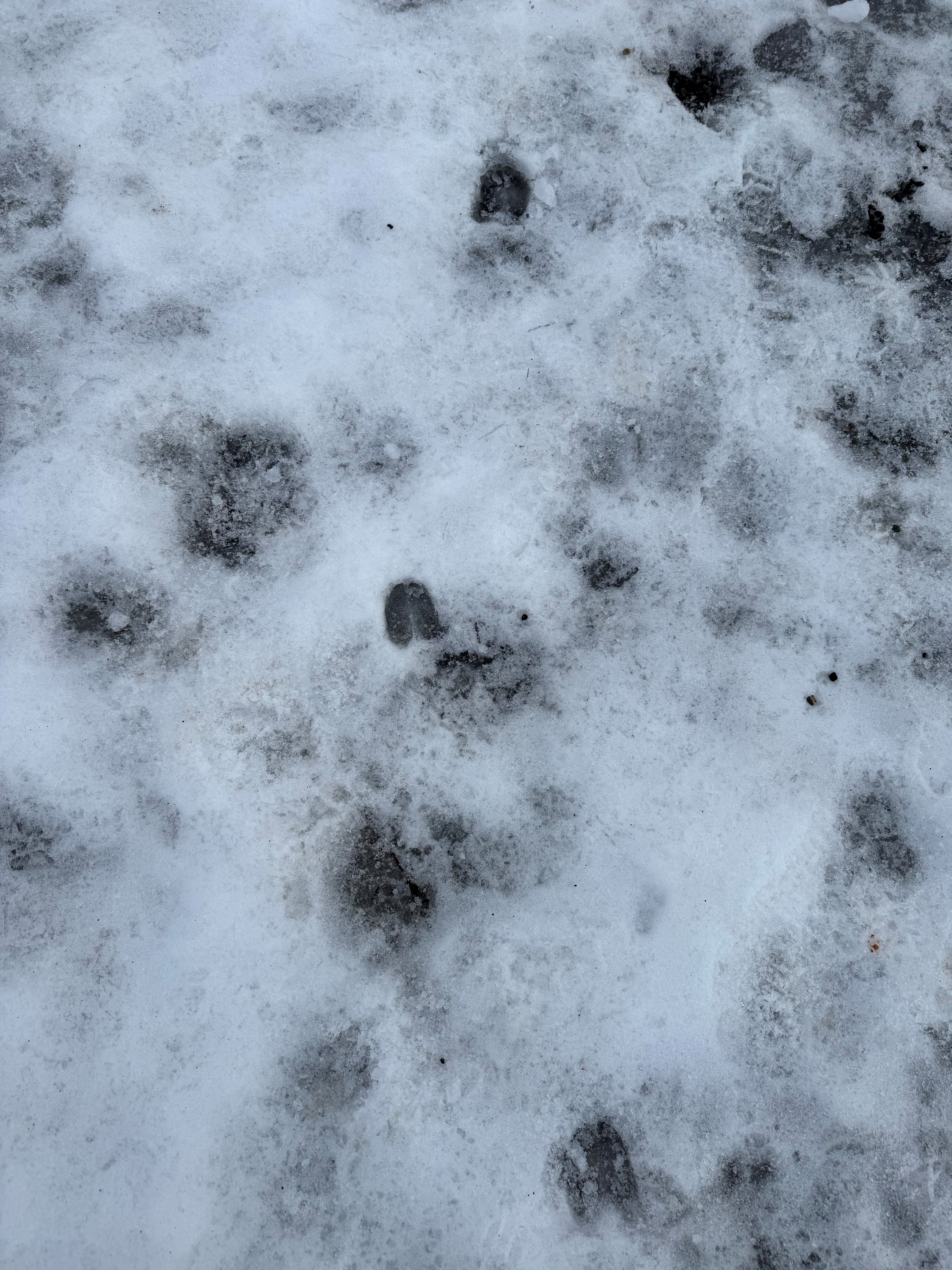 Footprints in the snow heather mckinnon