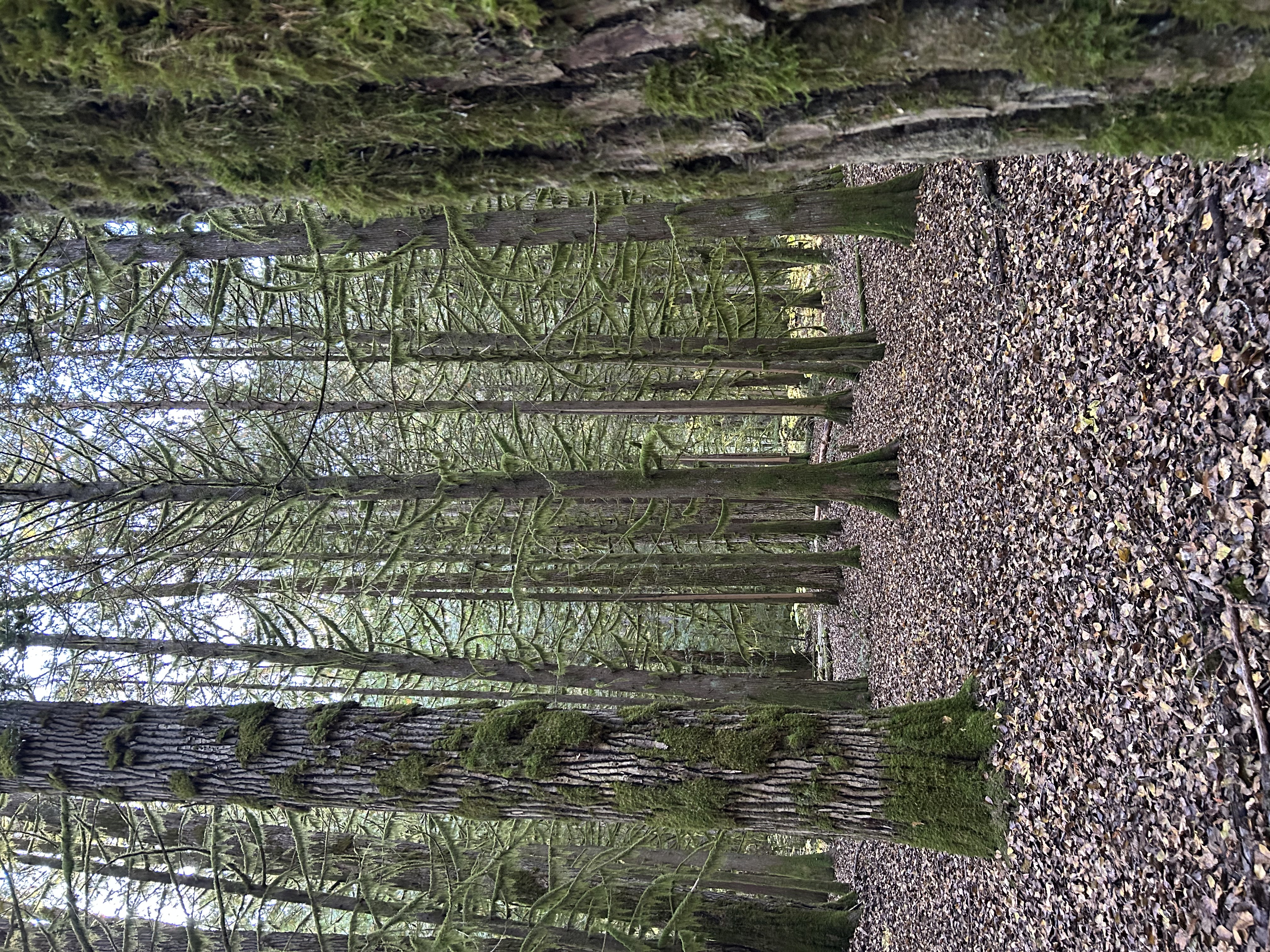 Big Cedars Trail 2 kimberley ikebuchi