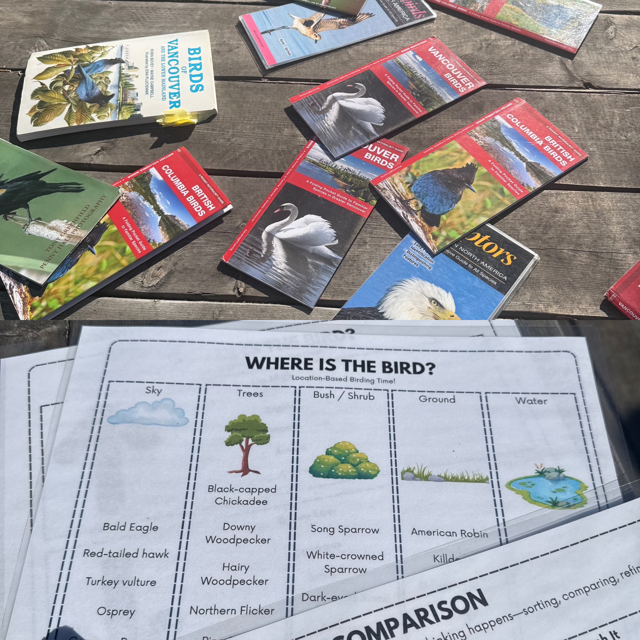 Bird Watching 1 crystaldawn langton