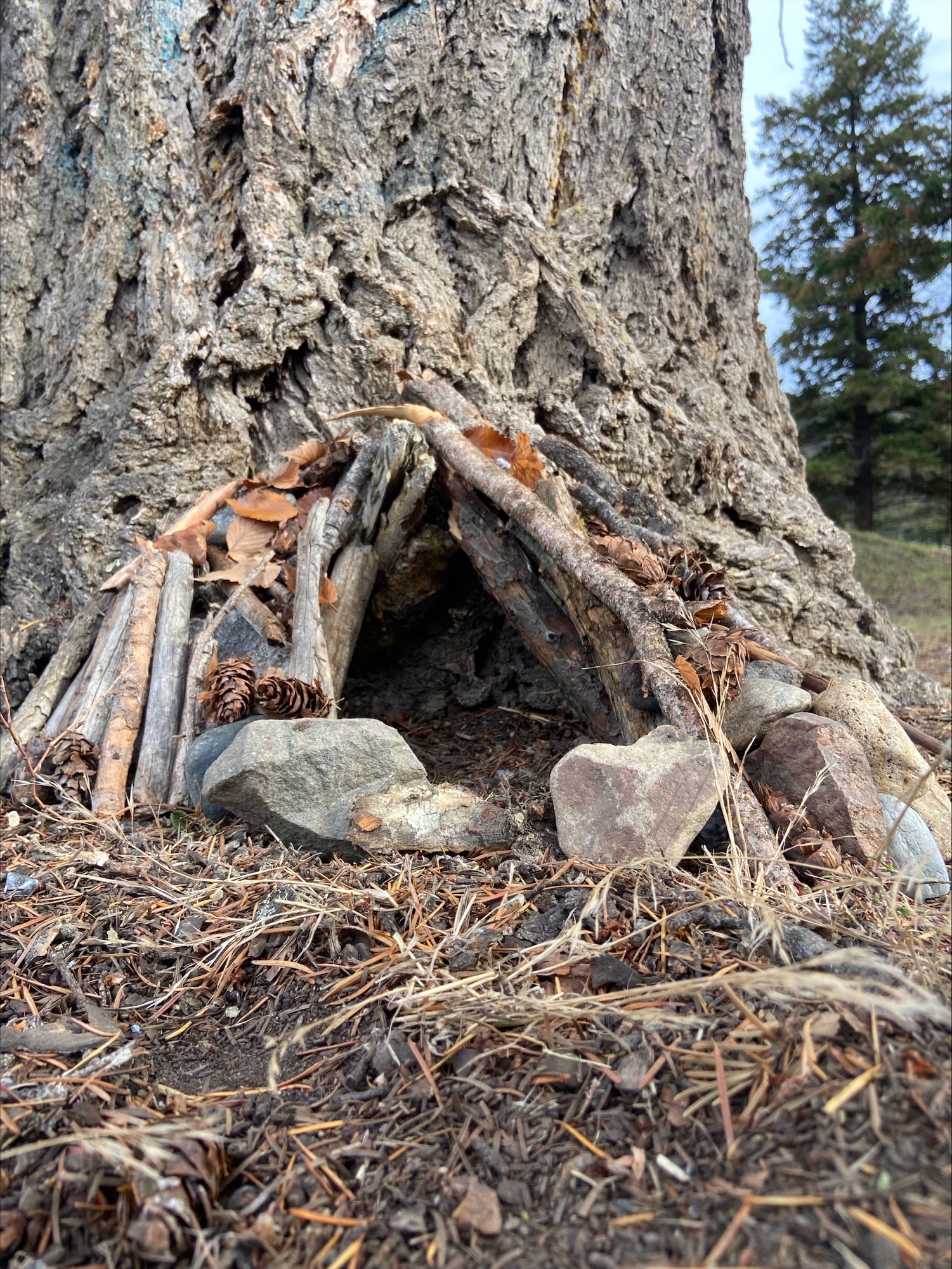 Building habitats 2 heather mckinnon