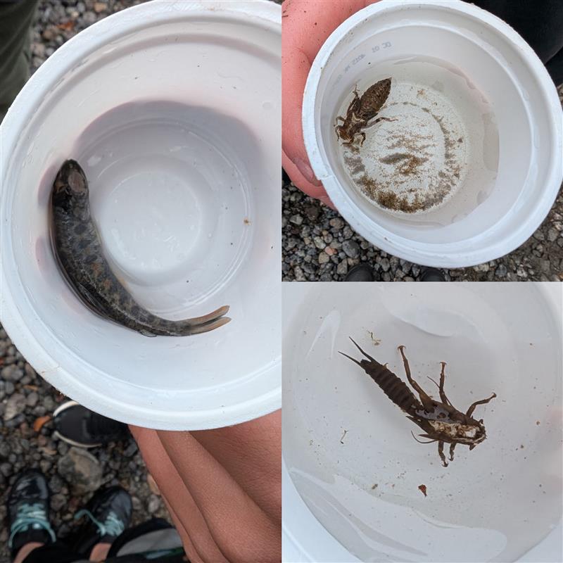 Exploring the Health of Bridge Creek (2) crystaldawn langton