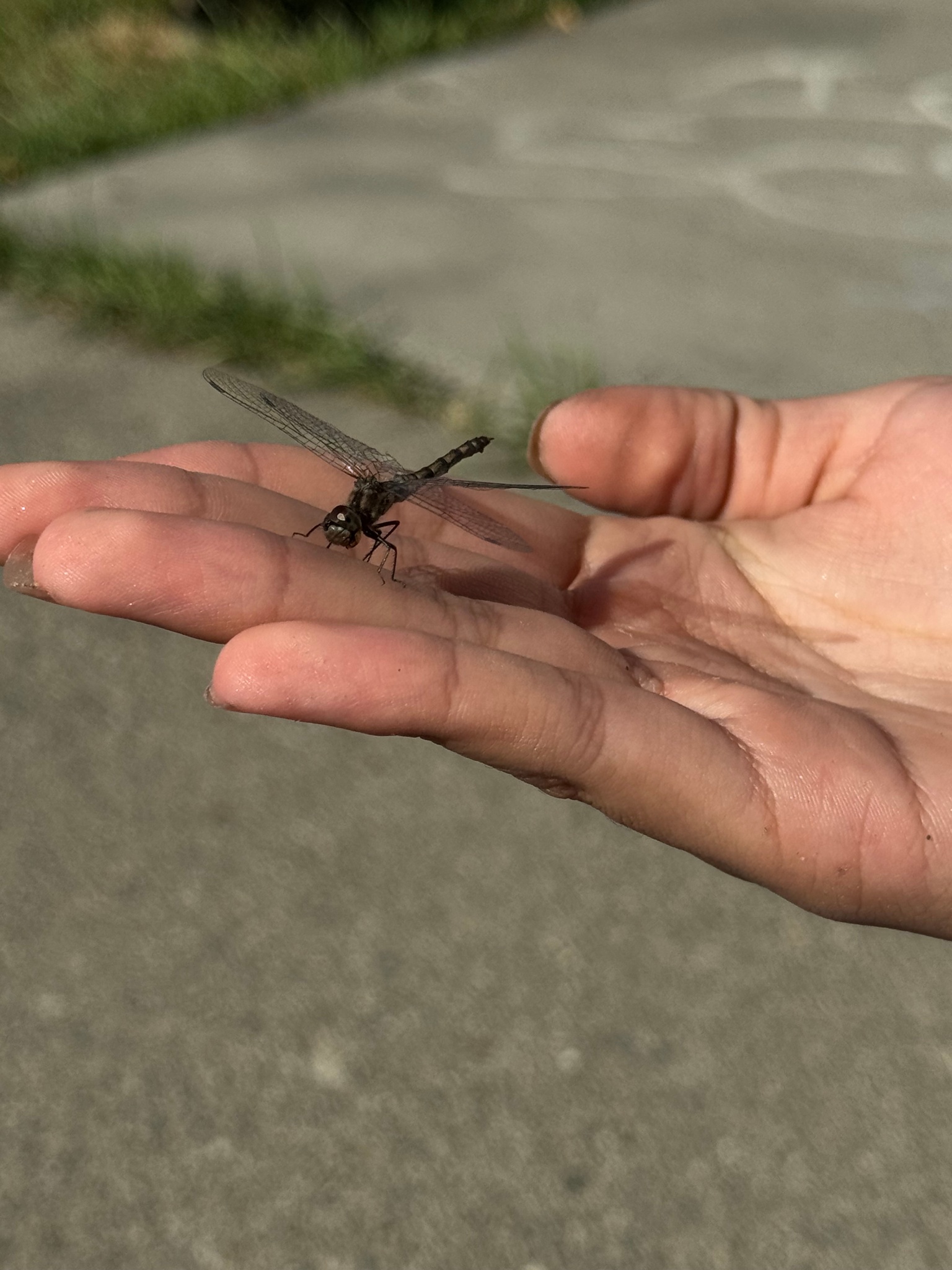 IMG 4115 heather auger