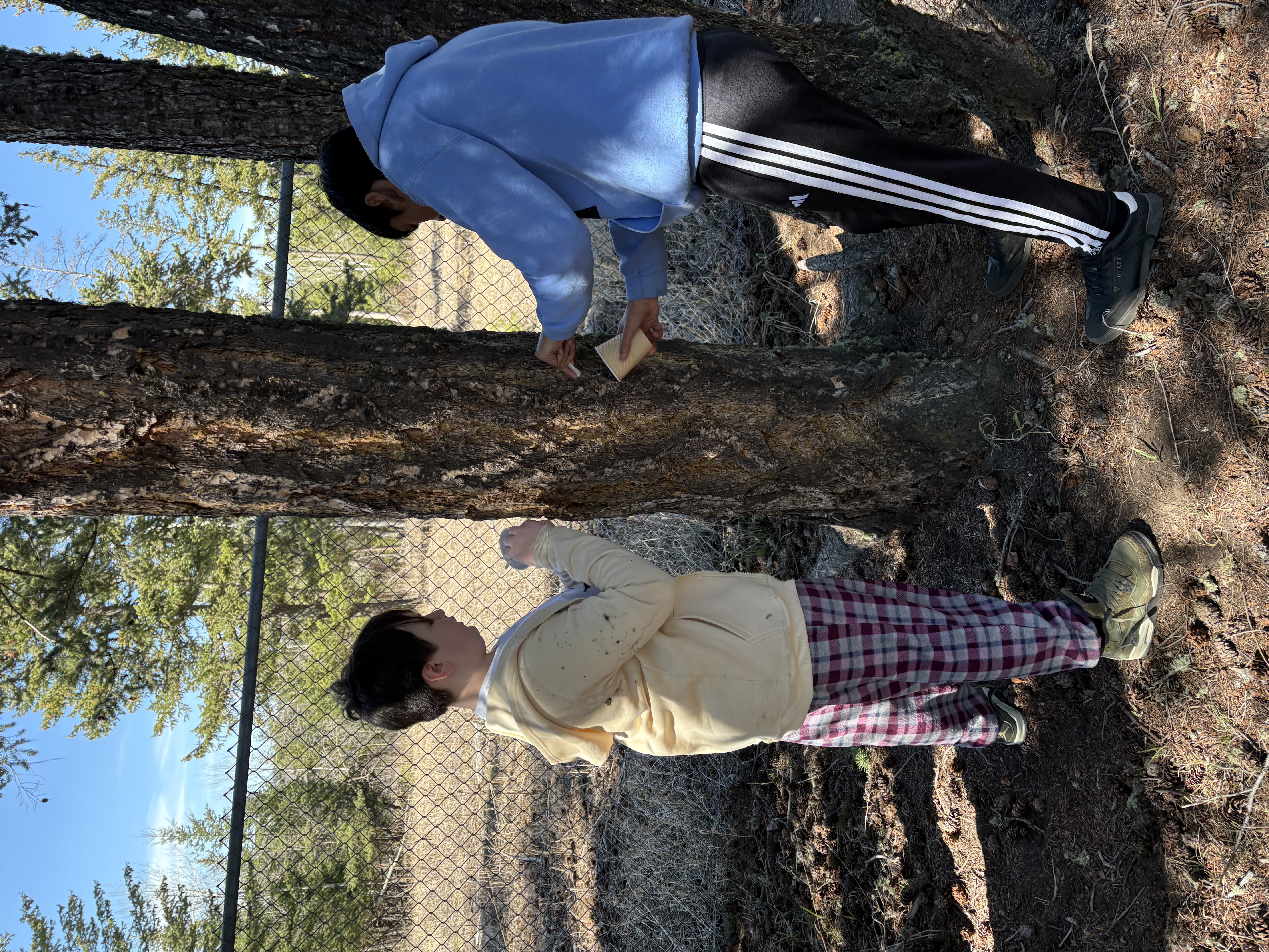 Collecting Pitch 2 todd routtu