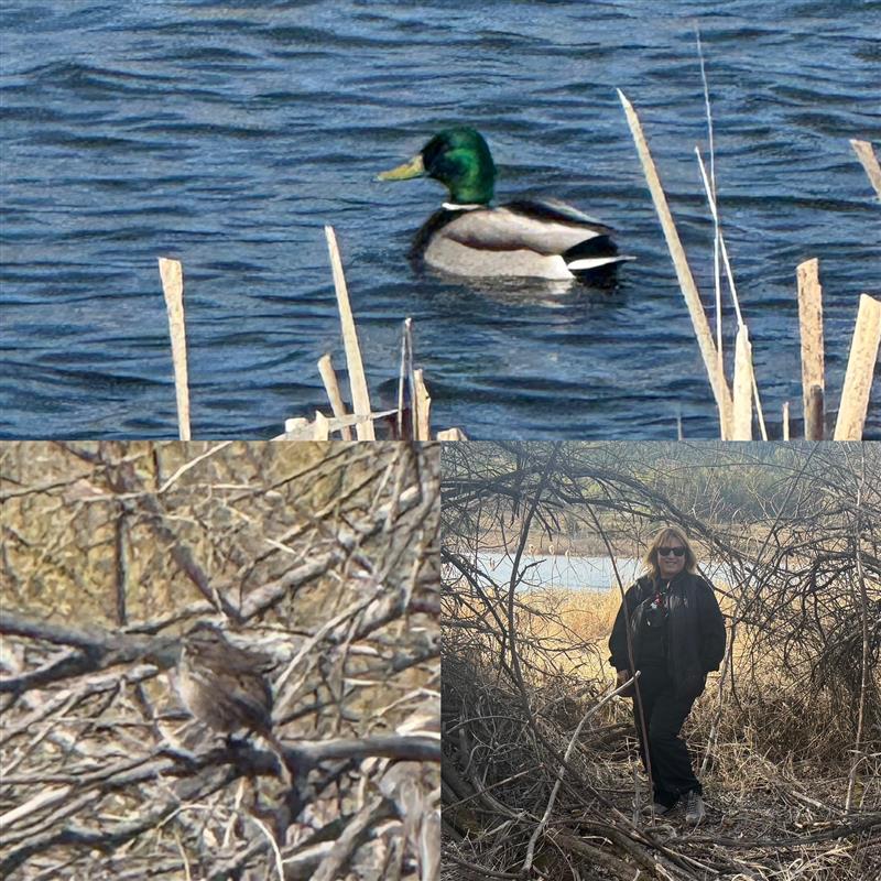 Bird Watching 2 crystaldawn langton