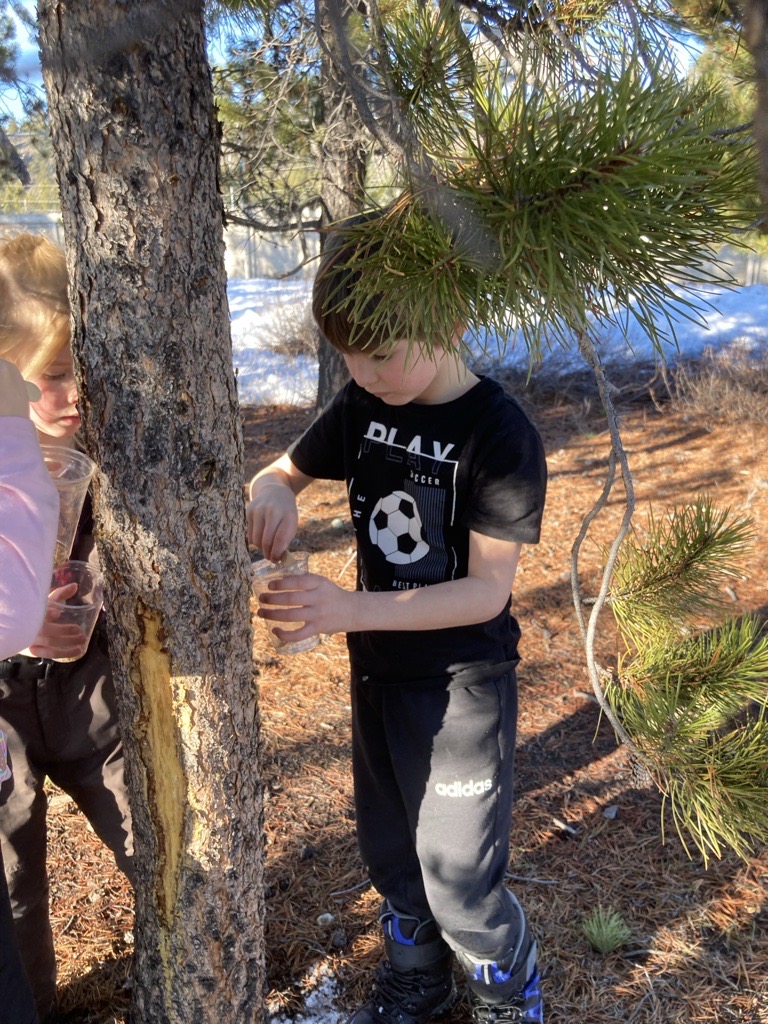 Harvesting pitch 2 kimberley ikebuchi